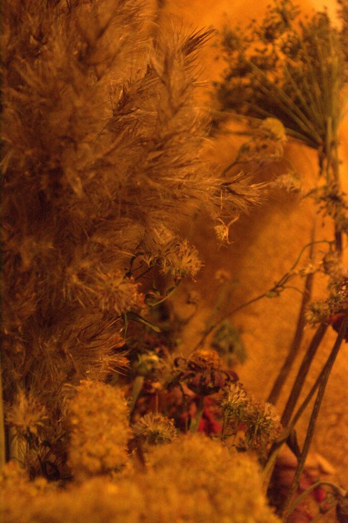 Dried flowers with an orange cast done all with lighting